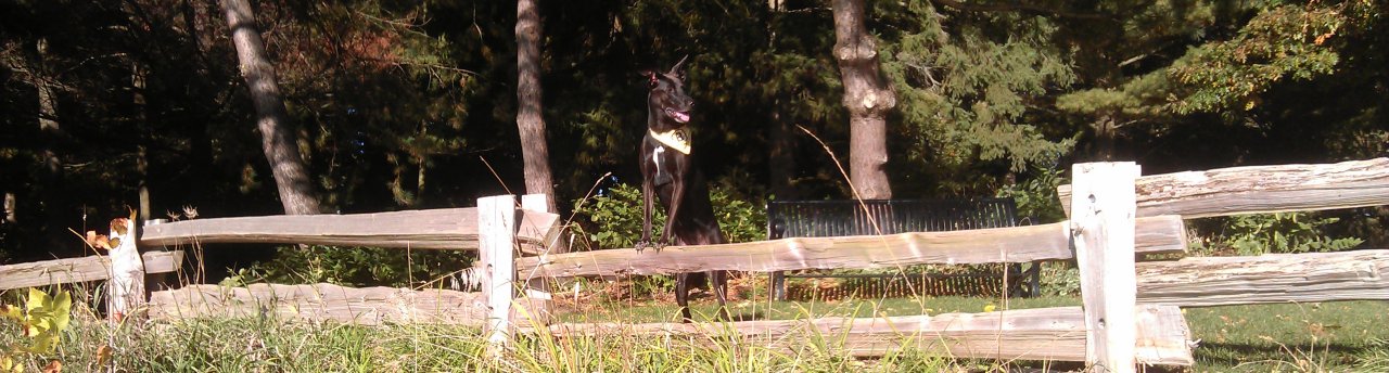 Rosie's Teen Rescue and Education Center